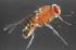 Boreal Science Drosophila Recessive Genes Set