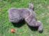 Rescue Critters® K-9 Pulse Trainer
