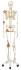 3B Scientific® Ligamentary, Skeleton Rod Mount