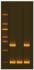 GFP Transform Extension Colony PCR