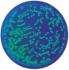 GFP Transform Extension Colony PCR