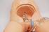 Cathi Catheterization Model 2 - All items in photo may not be included in purchase