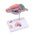 3B Scientific® Rat Brain
