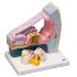3B Scientific® Organ of Corti