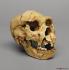 <i>H. heidelbergensis</i> (Atapuerca 5)