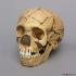 <i>H. neanderthalensis</i> (Teshik-Tash) (Child)
