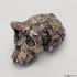 <i>Sahelanthropus tchadensis</i>