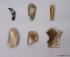 Model Neanderthal Tools, Set of 6