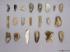 Model Neanderthal Tools, Set of 21