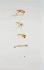 Mosquito, Life Cycle Slide