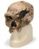 Replica Homo steinheimnensis Skull