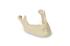 Premium Mandible With Teeth
