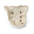 Premium Sacrum