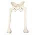 Premium Full Pelvis W Femurs