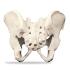 Premium Full Pelvis With Sacrum