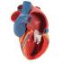 Magnetic Heart Model