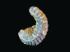 <i>Rastellum carinatum</i> (Cretaceous)
