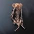 Preserved Bat