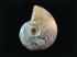 Manticoceras sinuosum (Devonian)