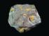 Onnia species (Ordovician)