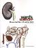 Kidney Visual Dissection Guide