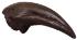 Allosaurus toe claw EC