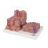 MICROanatomy Liver