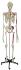 Rudiger® Life-Size Human Skeleton Model