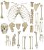 Rudiger® Disarticulated Human Skeleton