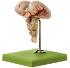 Somso® Brain Stem Model