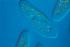 Live Paramecium aurelia