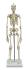 Rudiger® Small Scale Human Skeleton Models