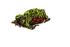 Fire Bellied Toad