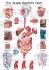 Rudiger Human Systems Charts