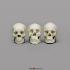 BoneClones® 1:2 Scale Regional Human Skull Sets