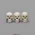 BoneClones® 1:2 Scale Regional Human Skull Sets