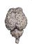 Form-free hypo sheep brain