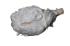 Form-free dura sheep brain