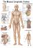 Rudiger Human Systems Charts