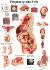 Rudiger Human Systems Charts