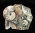 Kosmoceras sp. (Jurassic)