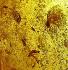 Insects in Copal (Holocene)