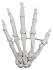 Eisco® Individual Bones, Appendicular