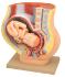 Female Pelvis with Fetus