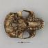 BoneClones® Economy Hominid Crania