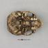 BoneClones® Economy Hominid Crania