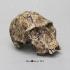 BoneClones® Economy Hominid Crania