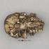BoneClones® Economy Hominid Crania