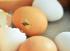 Fertile chicken eggs