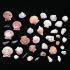 Shell Assortment